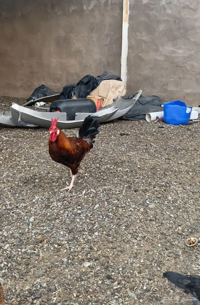 ديك عربي للبيع 1