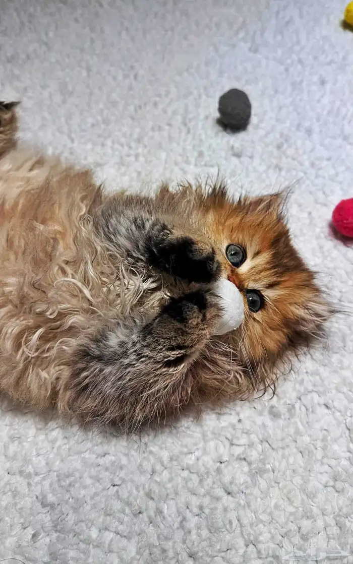 قطط سكوتش كتن وكبير للبيع 0