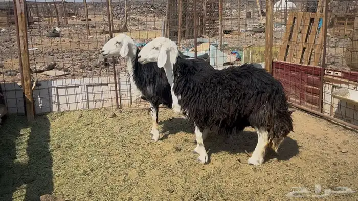 للبيع ضان نجد حيل وفل شحم 0