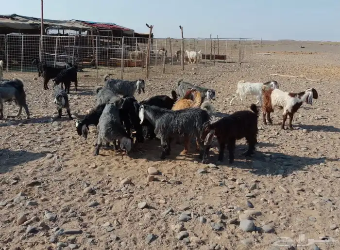 تيوس بلديه 2