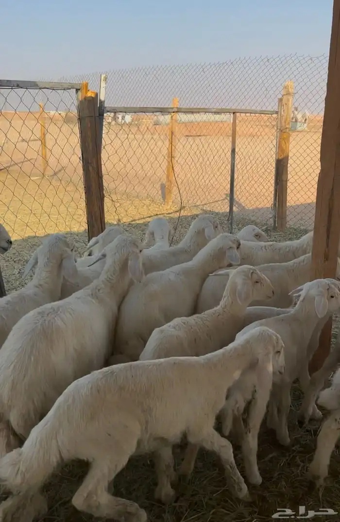 غنم حريات حرش 4