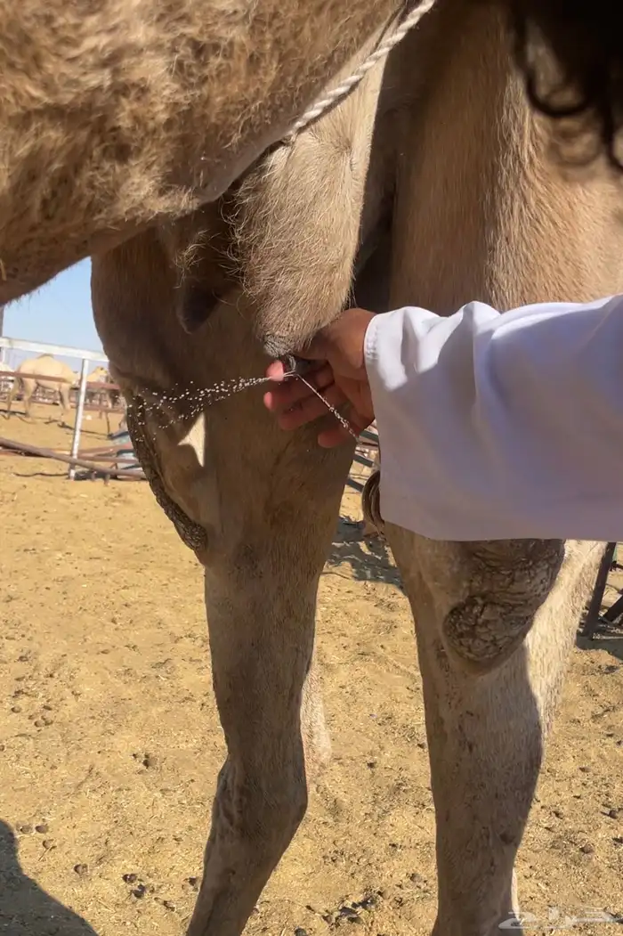 صفرا مزاين ضروبه 2