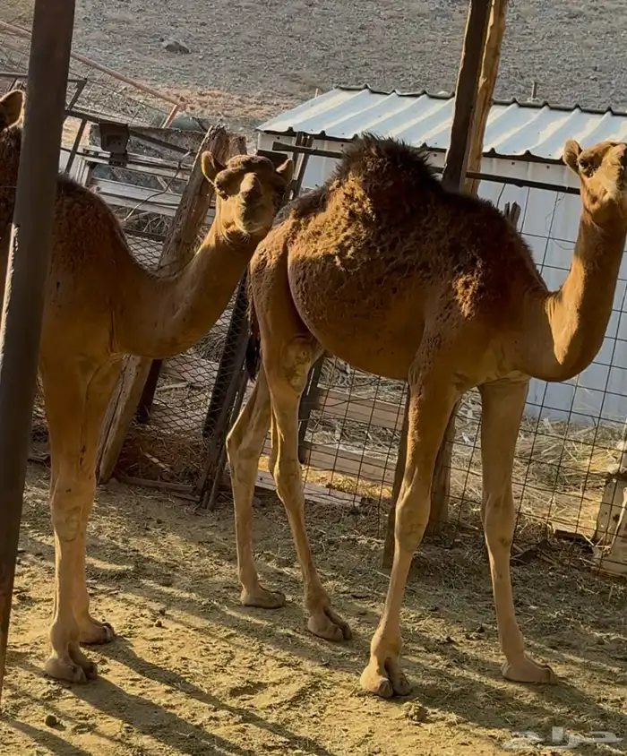 قعدان للبيع 2