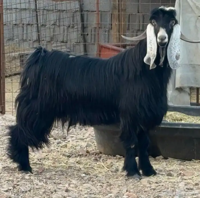 تيس فحل عارضي فاخر 1