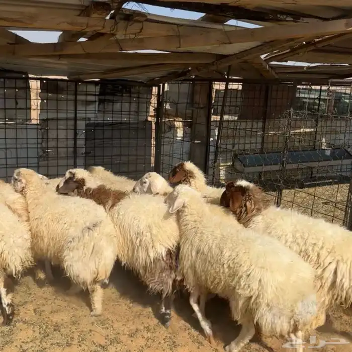 رخال نعيم وخرفان( تم البيع ) 0