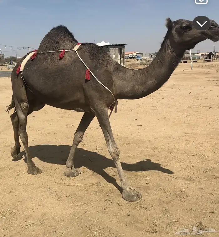 خلفات وعشاير للبيع 5