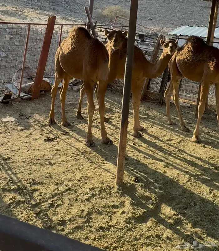 قعدان للبيع 3