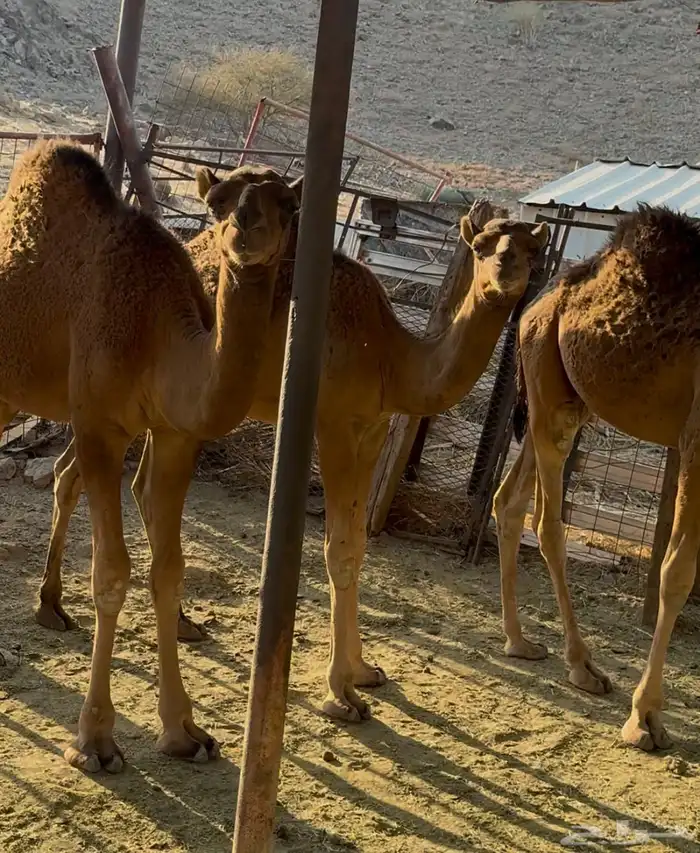 قعدان للبيع 5