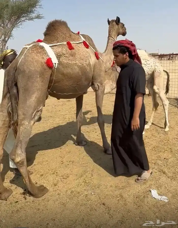 خلفات وعشاير للبيع 1