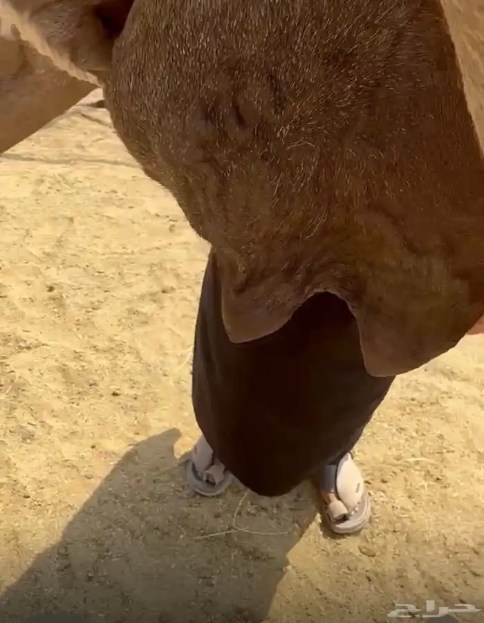 خلفات وعشاير للبيع 2