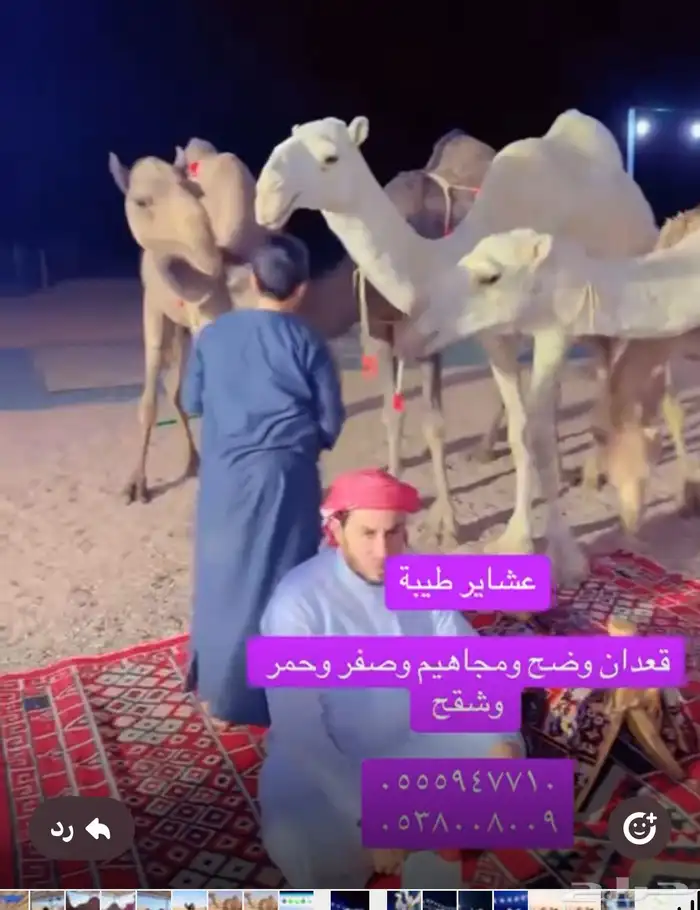 خلفات وعشاير للبيع 4