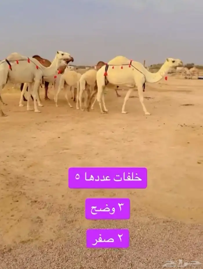 خلفات وعشاير للبيع 6