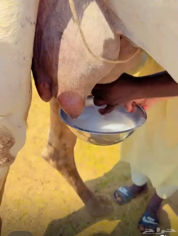 خلفات وعشاير للبيع 0