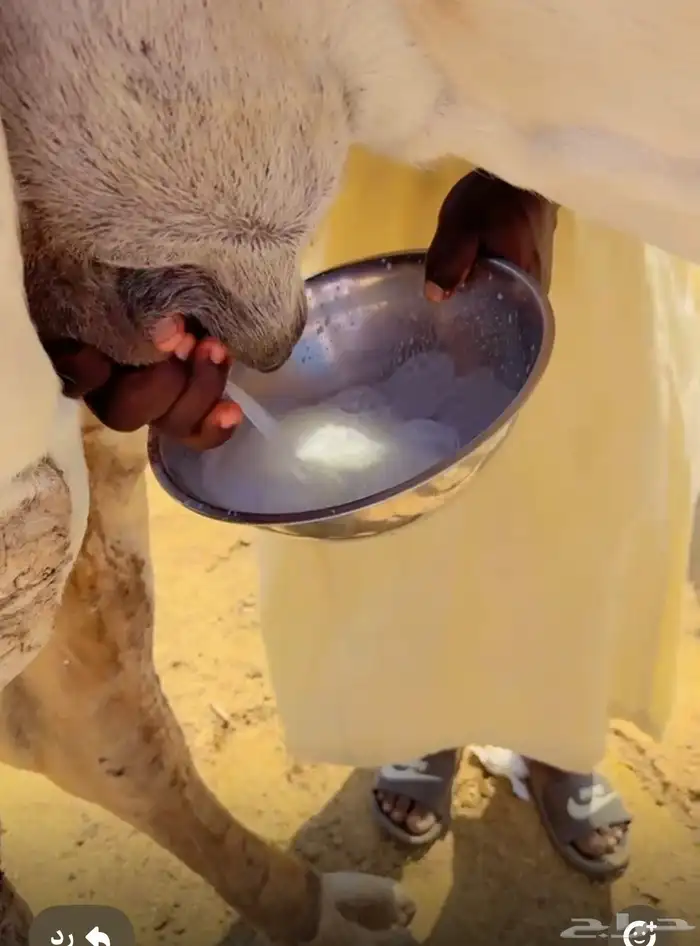 خلفات وعشاير للبيع 3