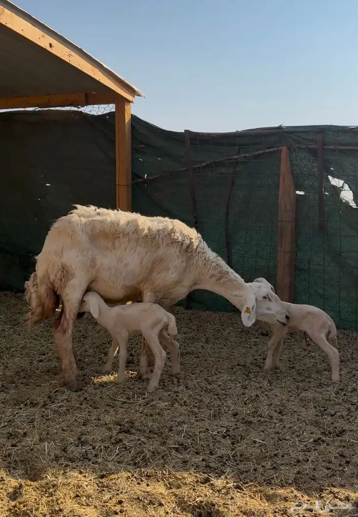 غنم حريات حرش 5