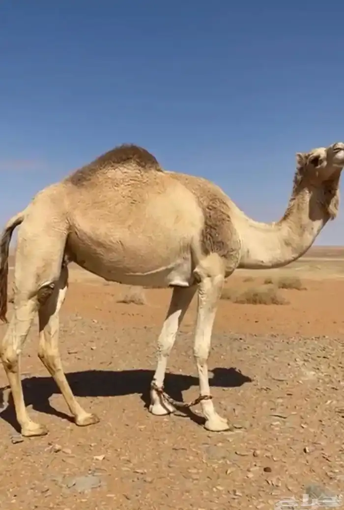 ملاقي على شاهين تريحيب الهاجري 1