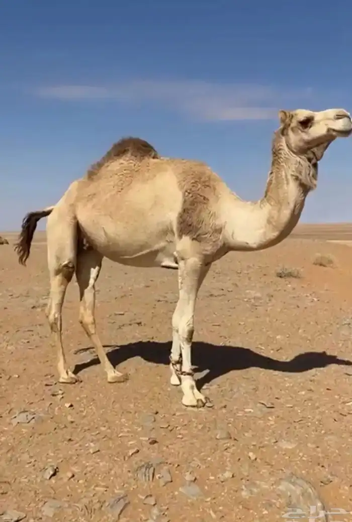 ملاقي على شاهين تريحيب الهاجري 0