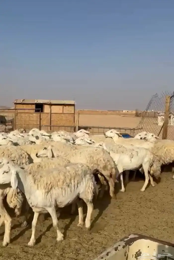 غنم حريات حرش 2