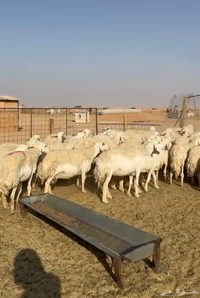 غنم حريات حرش 0