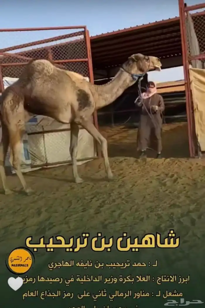 ملاقي على شاهين تريحيب الهاجري 2