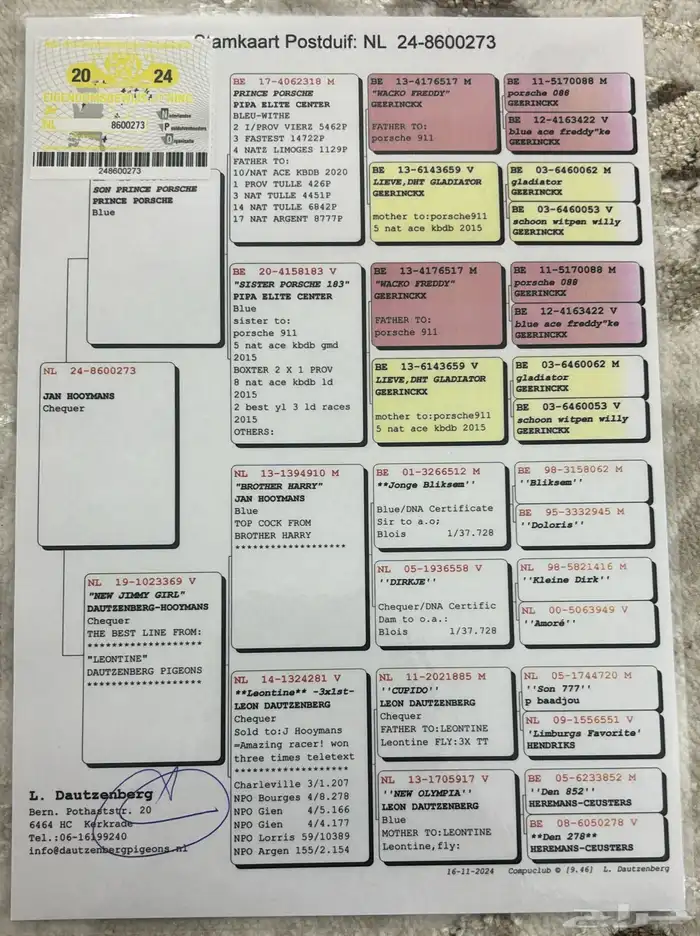 حمام زاجل سباق 4