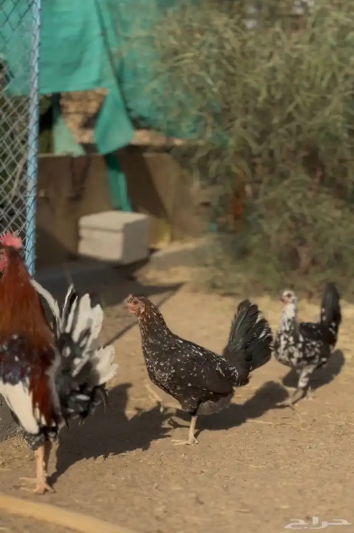 دجاج طقم ماكنتوش عربي 1