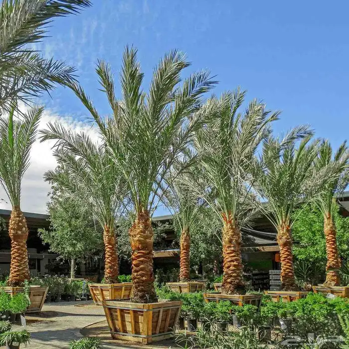 توريد وزراعة جميع انواع النخيل القصيم عنيزة 1