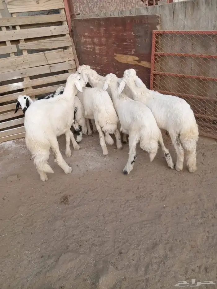 6رخال اسمان ونظاف وشعره 0