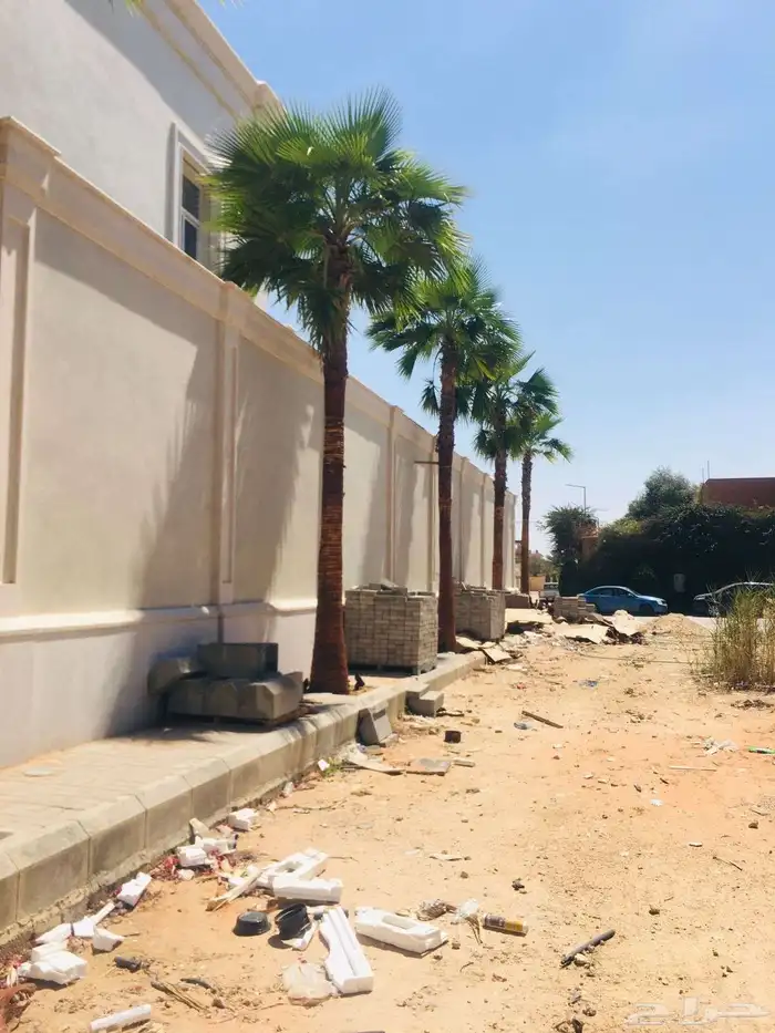 نخل واشنطنياء زينه 6