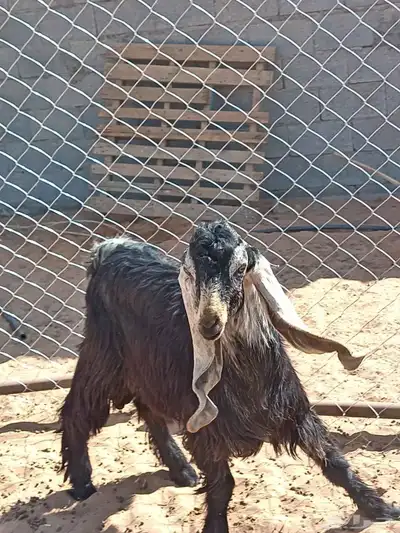 تيس عارضي السن جذع فحل index