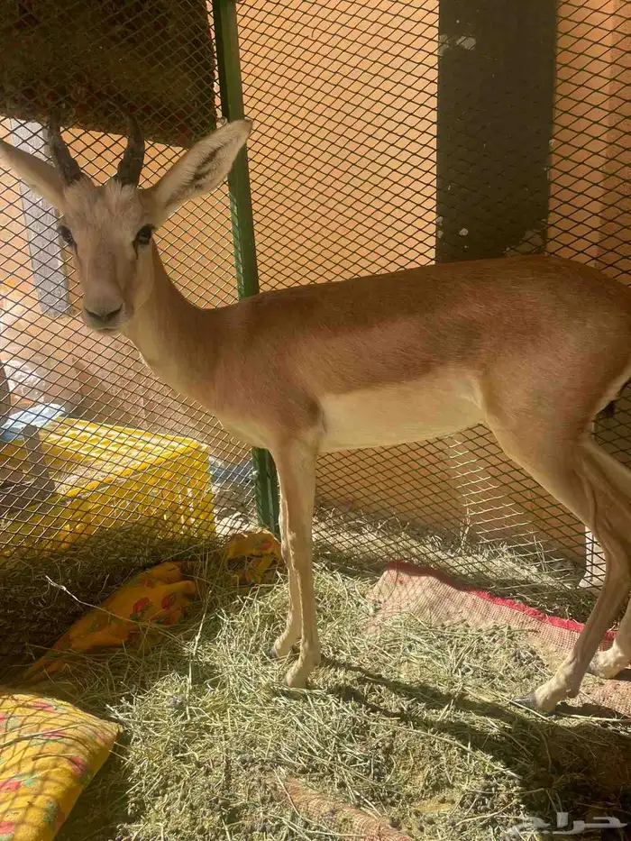 سلام عليكم ظبي للبيع على السوم 1