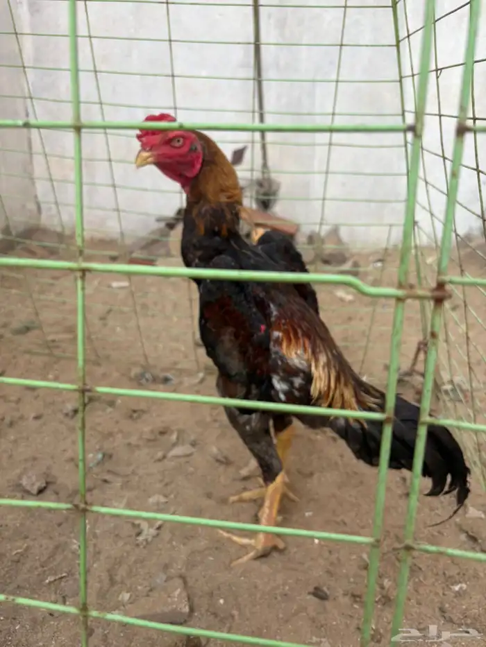 ديك ياباني 0