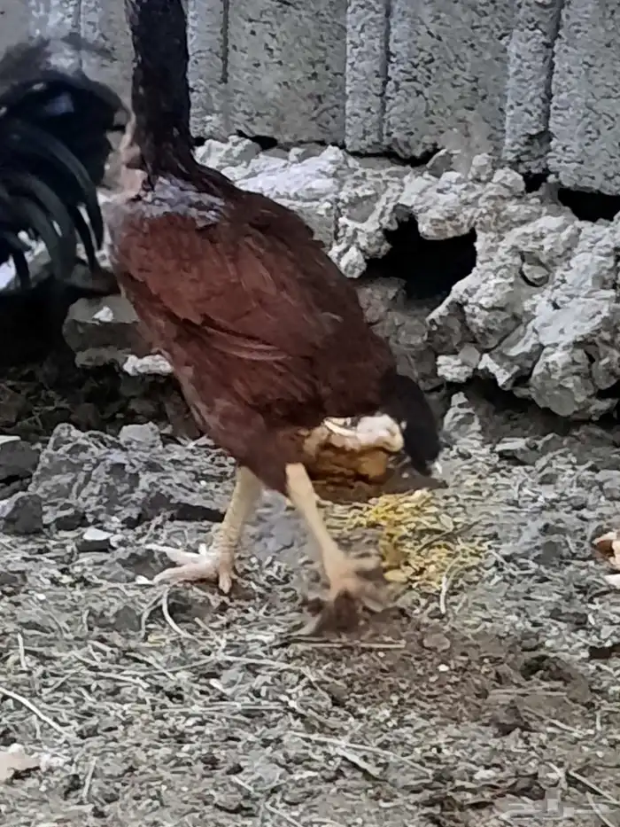 دجاجه شامو 2