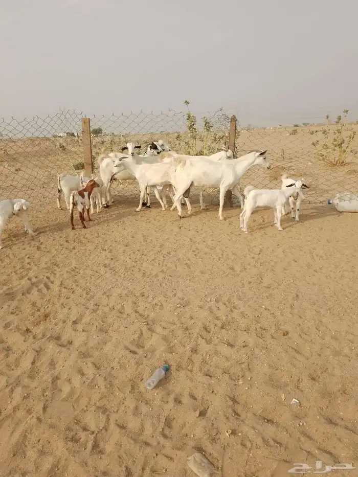 6 ماعز بيشيات يتبعها 7 صغار أسنان 0