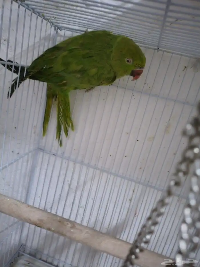 للبيع جوز دره 0