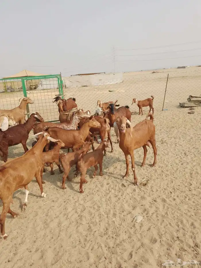12 ماعز محايليات بالفحل يتبعها 18بهم ب 2200 ريال للراس جمله 1