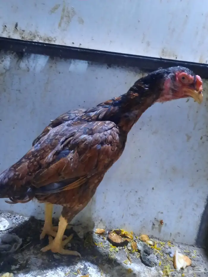 دجاجه شامو 1