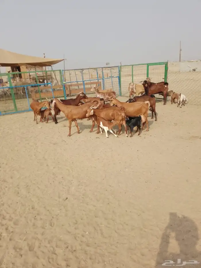 12 ماعز محايليات بالفحل يتبعها 18بهم ب 2200 ريال للراس جمله 0
