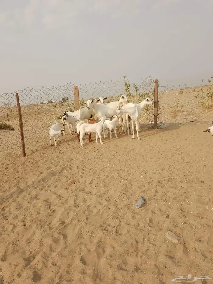 6 ماعز بيشيات يتبعها 7 صغار أسنان 8