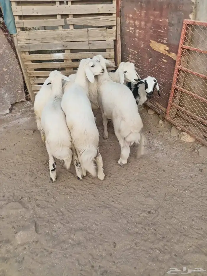 6رخال اسمان ونظاف وشعره 2