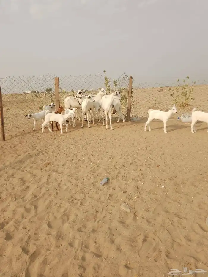 6 ماعز بيشيات يتبعها 7 صغار أسنان 7