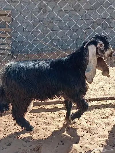 تيس عارضي السن جذع فحل index