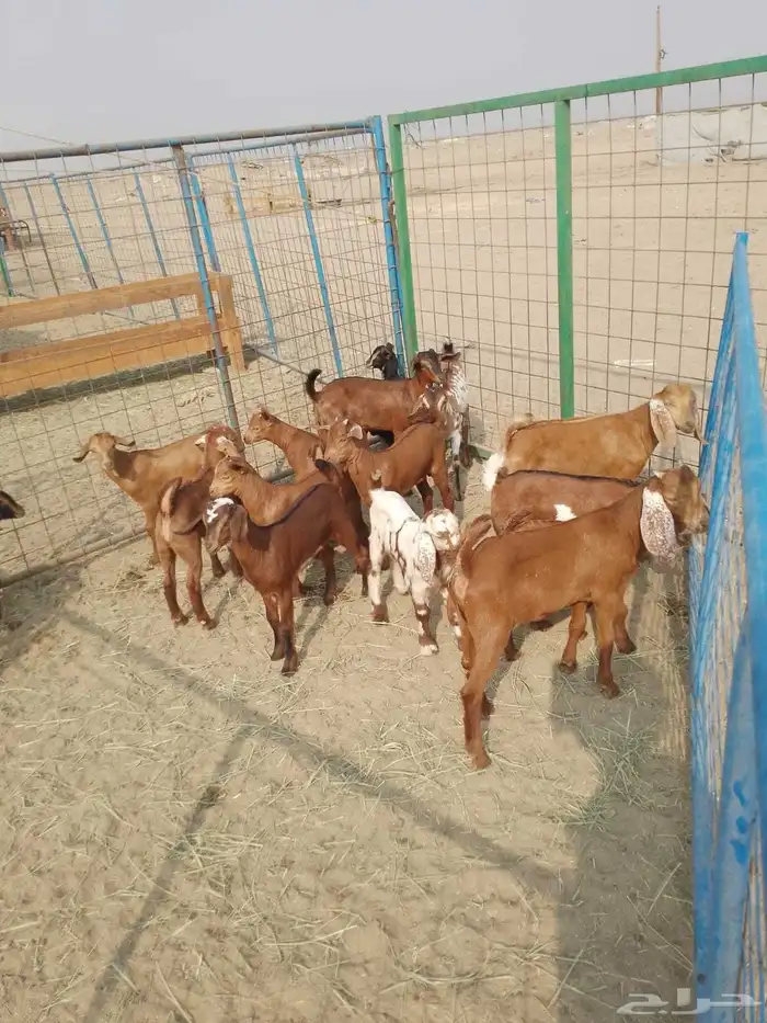 12 ماعز محايليات بالفحل يتبعها 18بهم ب 2200 ريال للراس جمله 2