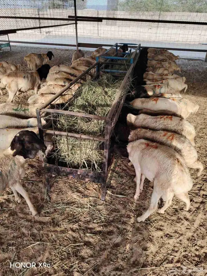 تيوس وبرابر صومالية نقاوة اوزان طيبة وجودة وسعر ممتاز 0