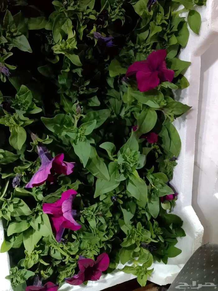 مشتل بيع الزهور والشتلات الزراعيه بجميع انواعها مع الصيانه ا 1