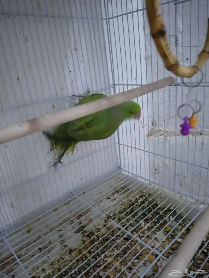 للبيع جوز دره 2