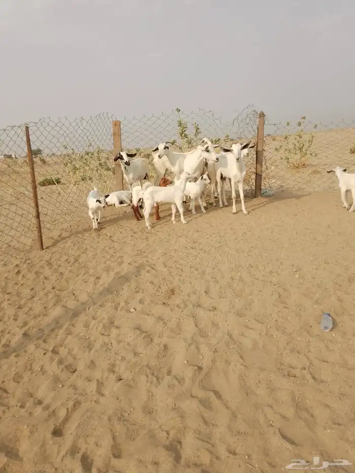 6 ماعز بيشيات يتبعها 7 صغار أسنان 6