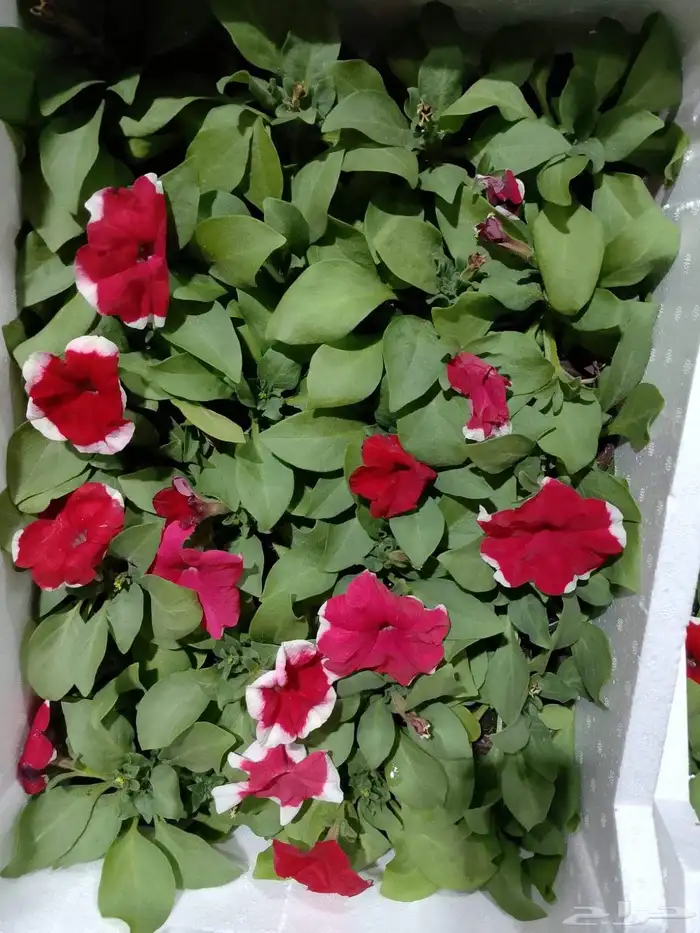 مشتل بيع الزهور والشتلات الزراعيه بجميع انواعها مع الصيانه ا 0