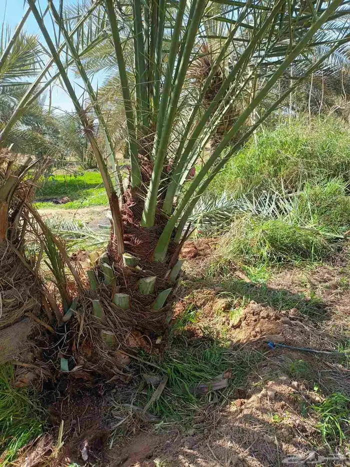 توريد جميع انواع النخل 4