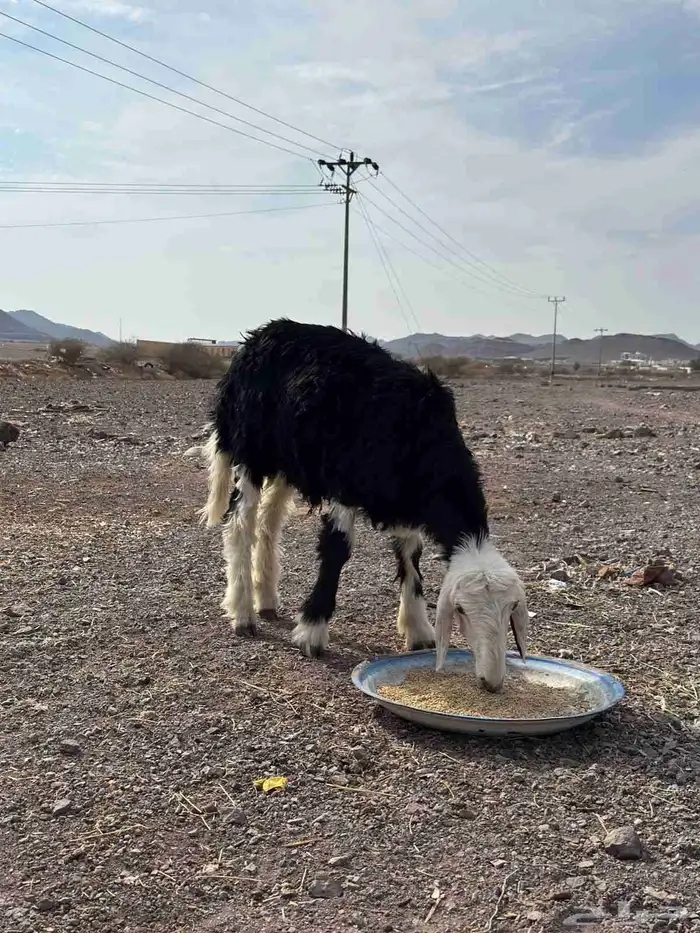 طلي نجدي ذبيحة للبيع 3